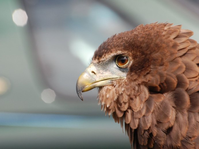 Орленок птенец