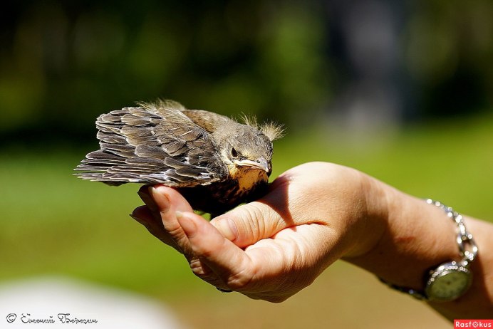 Орел карлик темная МОРФА