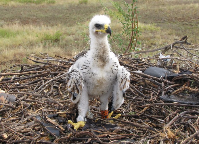 Гнездо белоголового орла