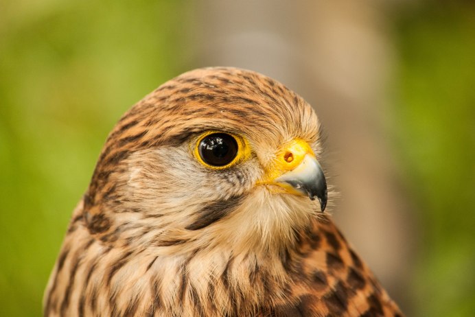 Орленок птенец Сокола