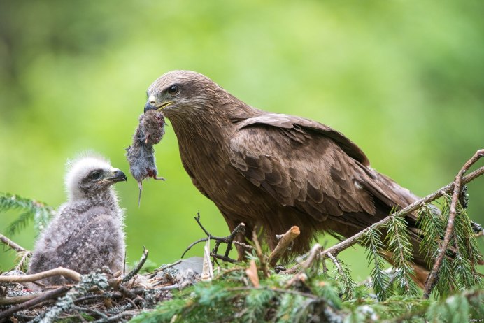 Горный цыпленок