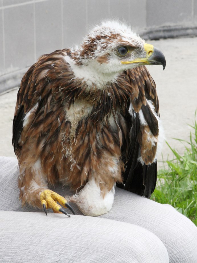 Орленок птенец орла