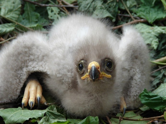 Орленок птенец