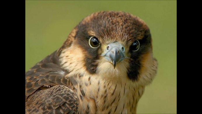 Скопец птица птенец