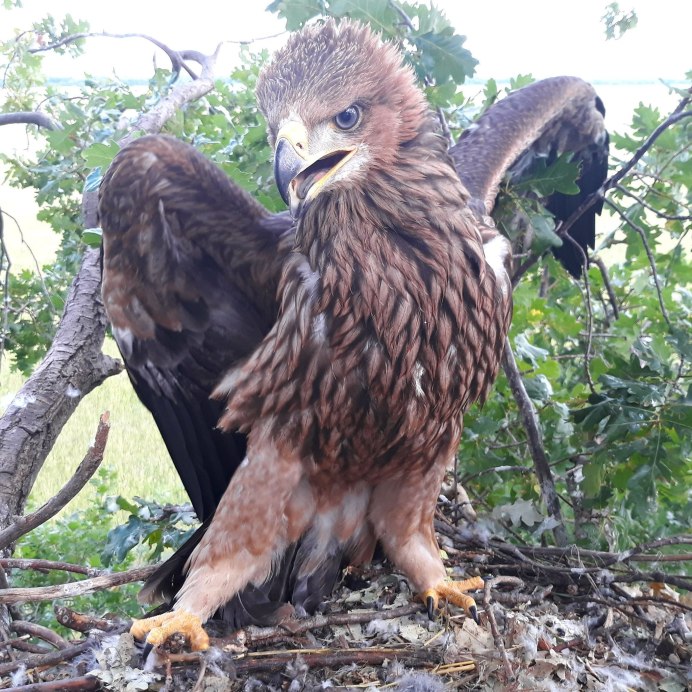 Орел могильник птенец