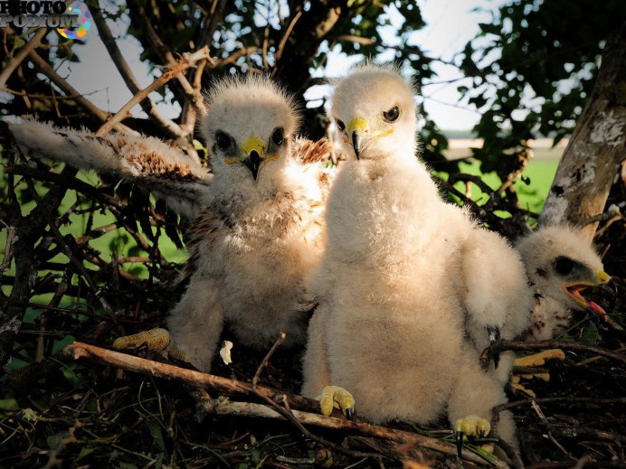 "Белоголовый Орлан"