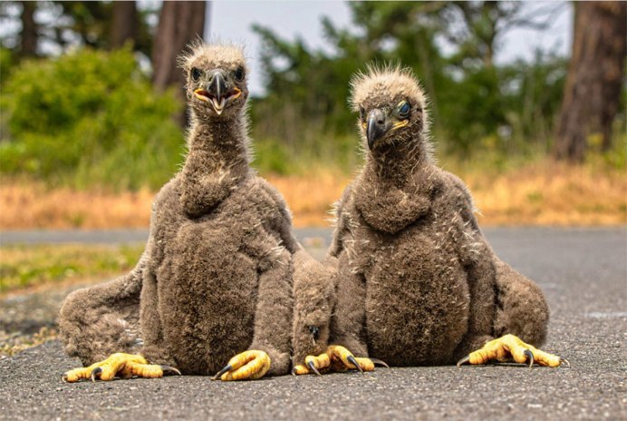 Белоголовый Орел птенец