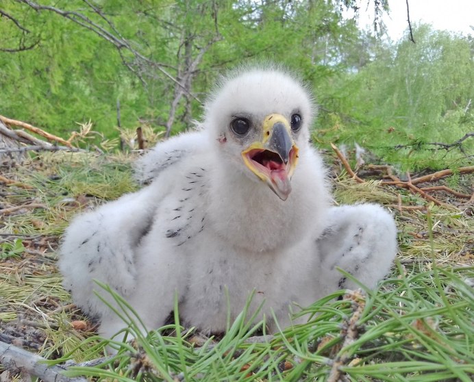 Орленок птенец орла