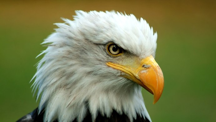 Обои на телефон Орел