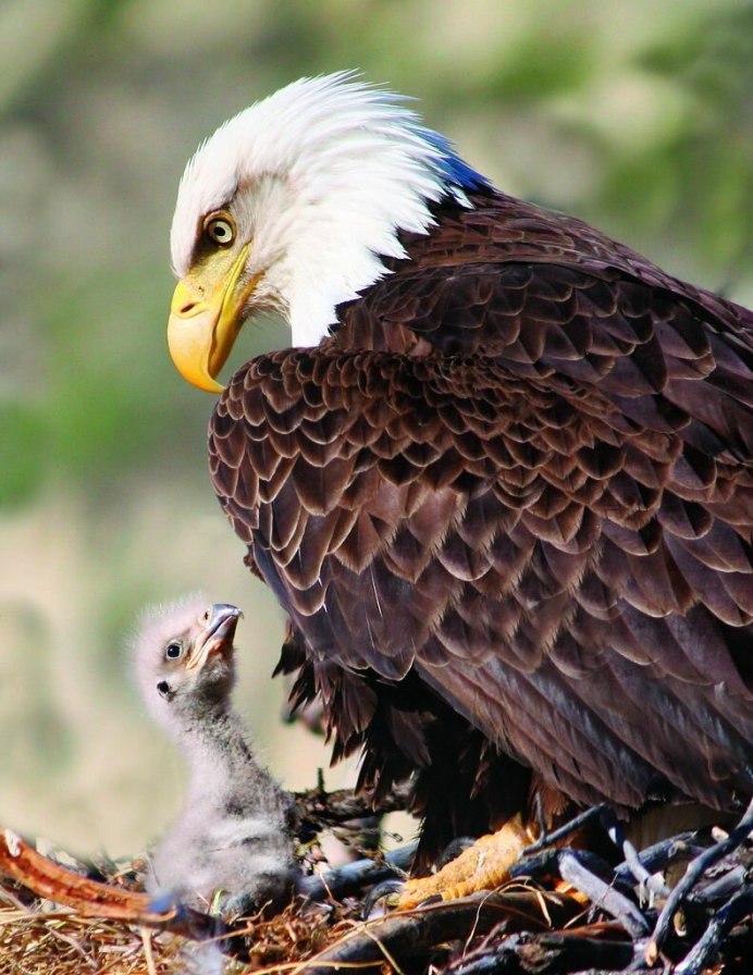 Белоголовый Орлан птены