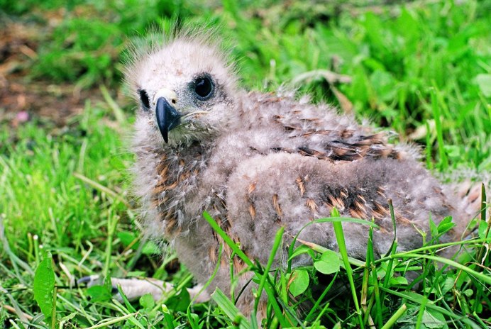 Белоголовый Орлан птены