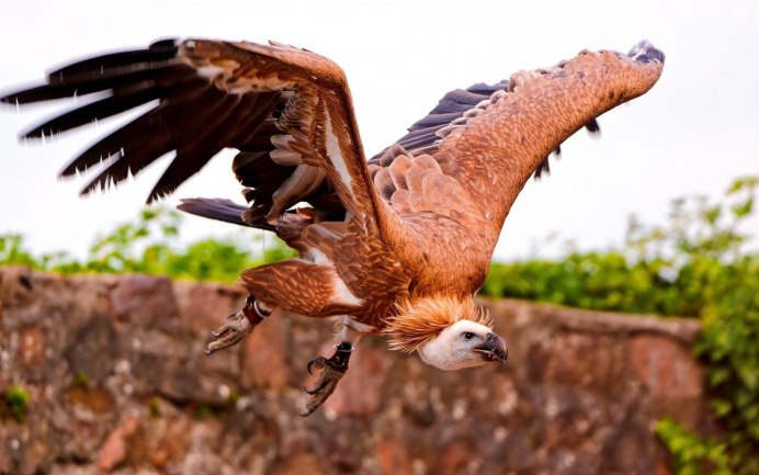 Новосибирский зоопарк Хищные птицы