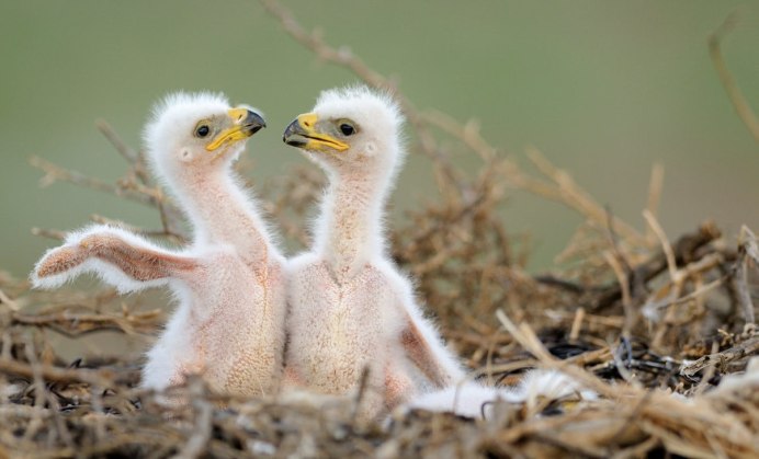 Белоголовый Орлан птены