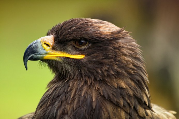 Большие Хищные птицы