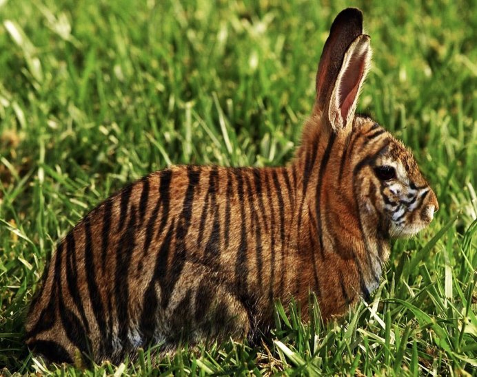 Суматранский полосатый заяц