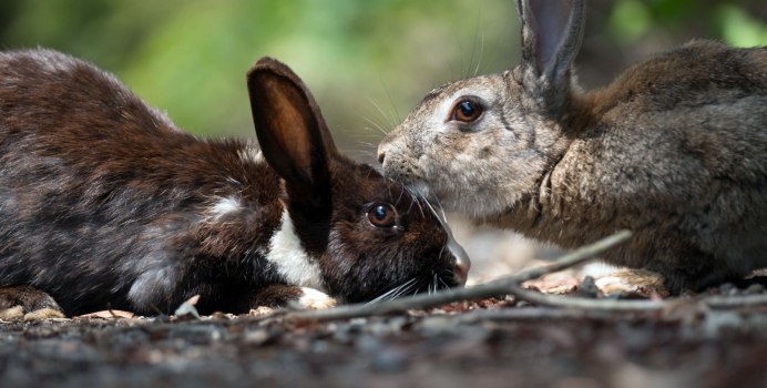 Суматранский полосатый заяц