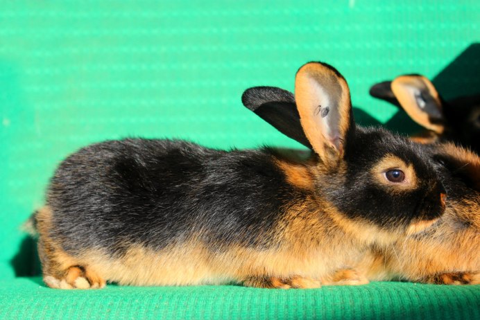 Черно Огненный кролик вислоухий