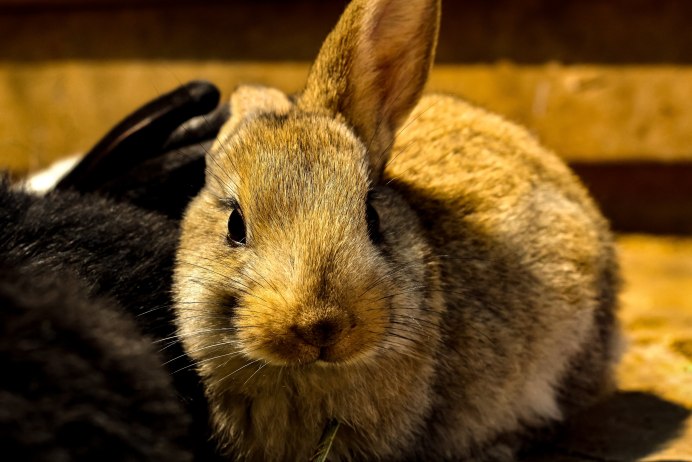 Болотный кролик