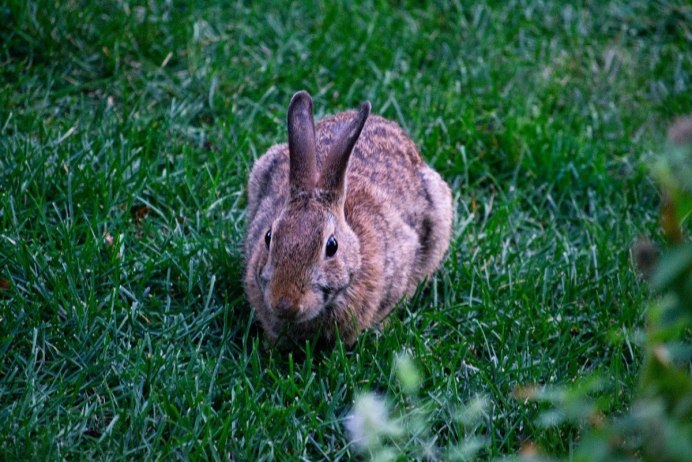 Смешной кролик акварель