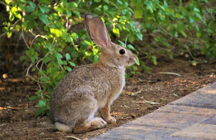 Нгадонский тигр