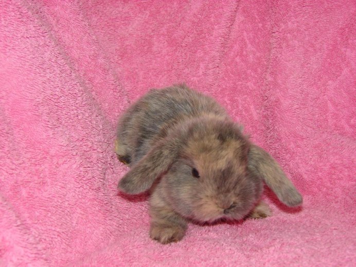 Африканский саванный заяц