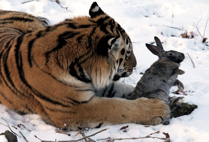 Акварельный кролик