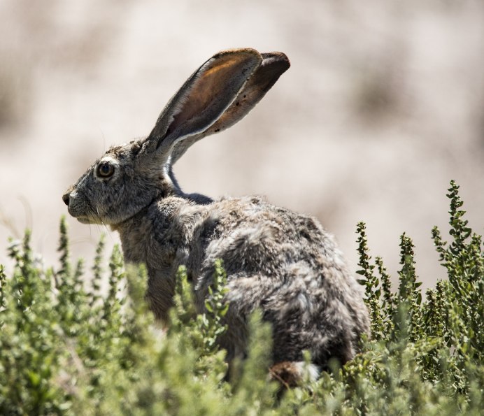 Тигр и кролик