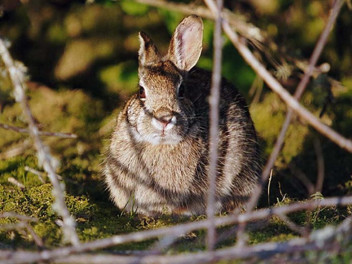 Желтый Земляной кролик