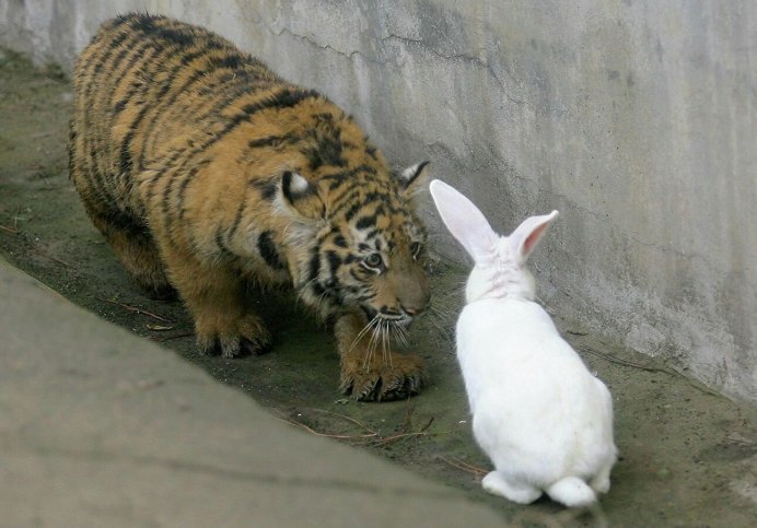 Зайчик и Тигренок