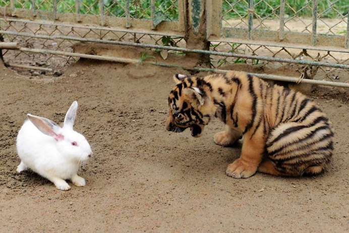 Кролик тигрового окраса