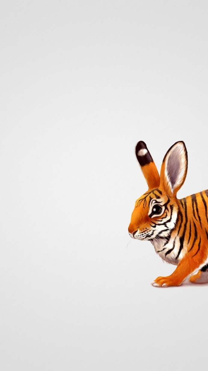 Морская Свинка розеточная гималайская