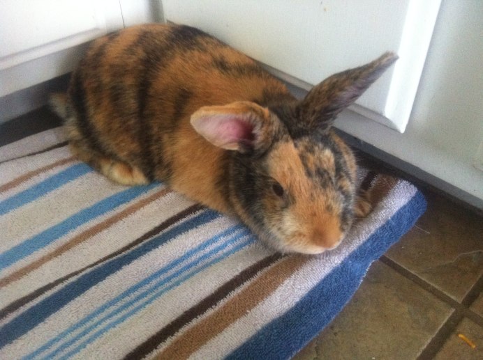 Декоративный кролик тигровой расцветки