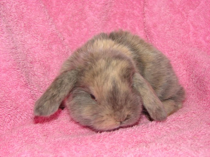 Кролик прыгает