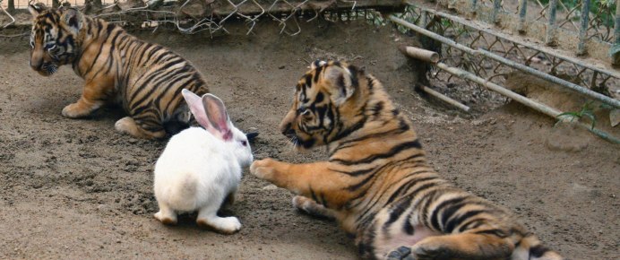 Обои с кроликами