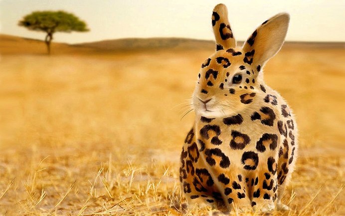 Североамериканский кролик Зануда