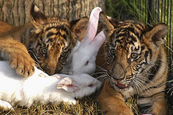 Тигр и кролик