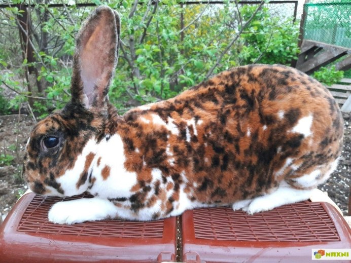 Кролик рекс тигровый