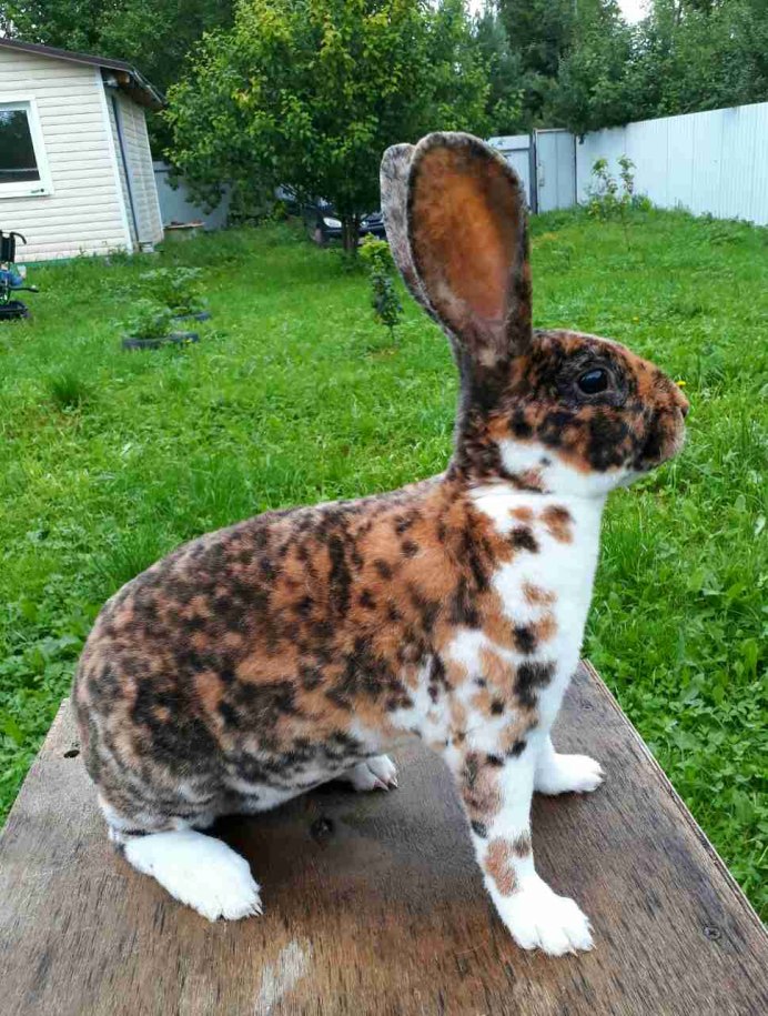 Бенгальский длиннопенисный тигр