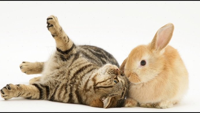 Тигр Амурский тигр