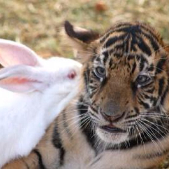 Тигр и заяц