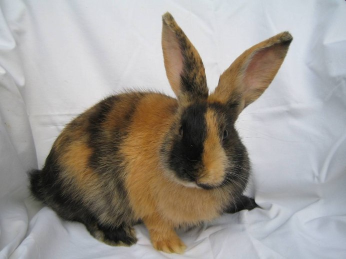 Милый Тигрёнок