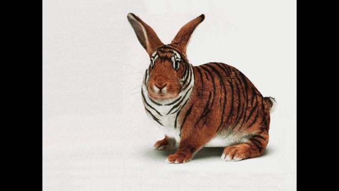 Тигровый заяц