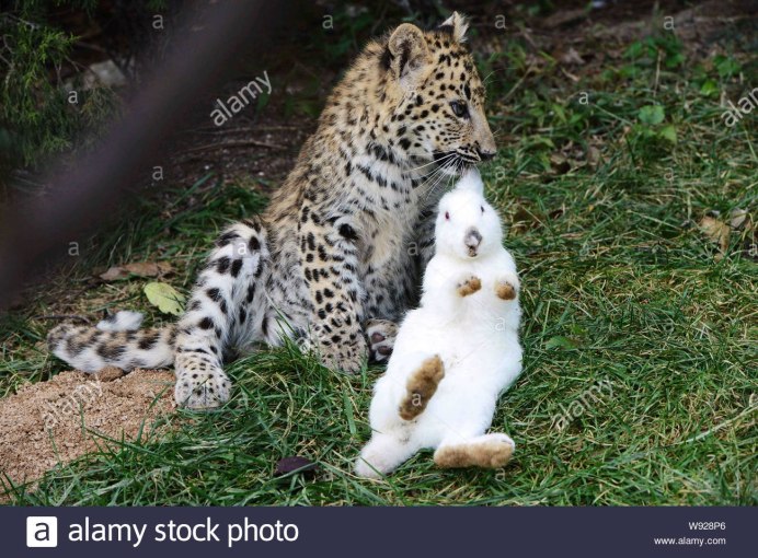 Коза обезьяна петух собака дракон