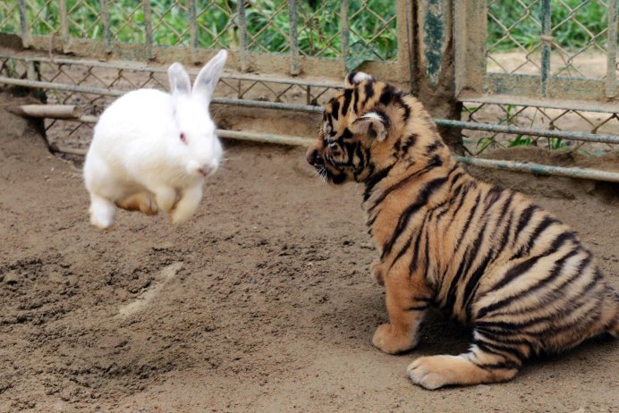 Необычная Дружба животных