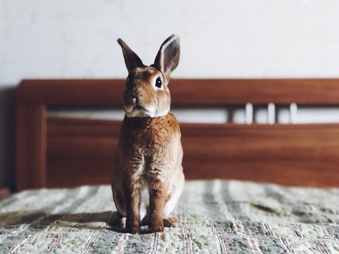 Арт тигра и кролик