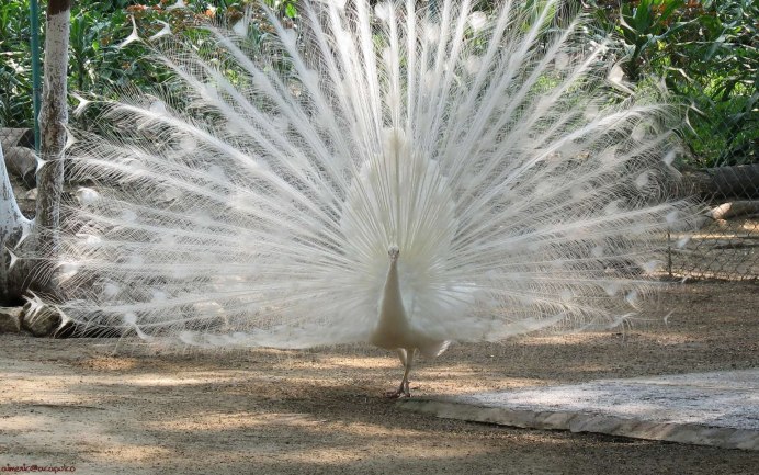 Зелёный Павлин / Pavo muticus