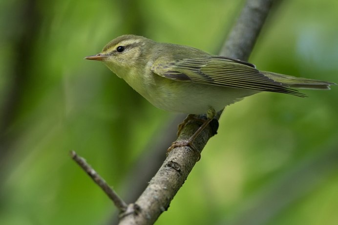 Пеночка трещотка, весничка теньковка