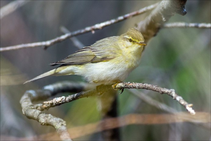 Пеночка-трещотка самец