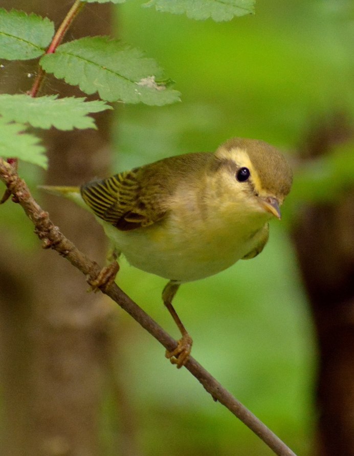 Птичка пеночка