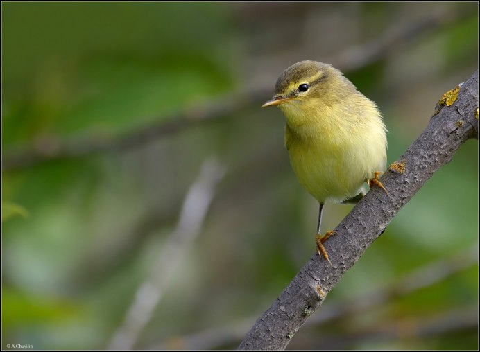 Птица пеночка весничка